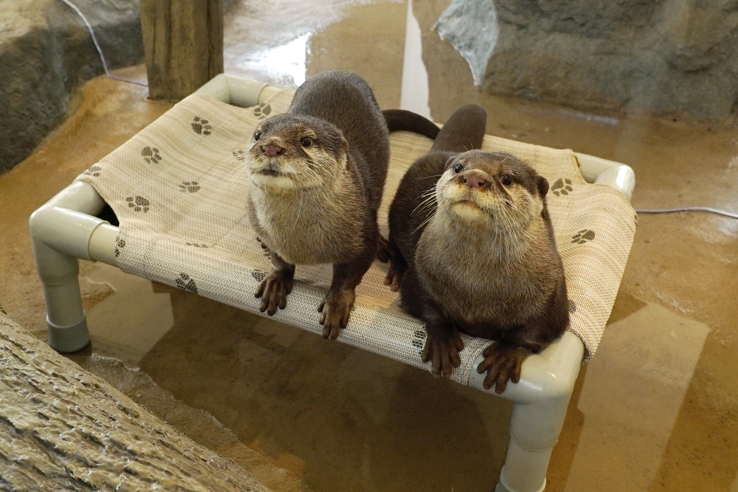 東京 HANA·BIYORI 入場Eチケット 予約