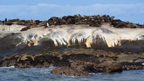 Seal Island