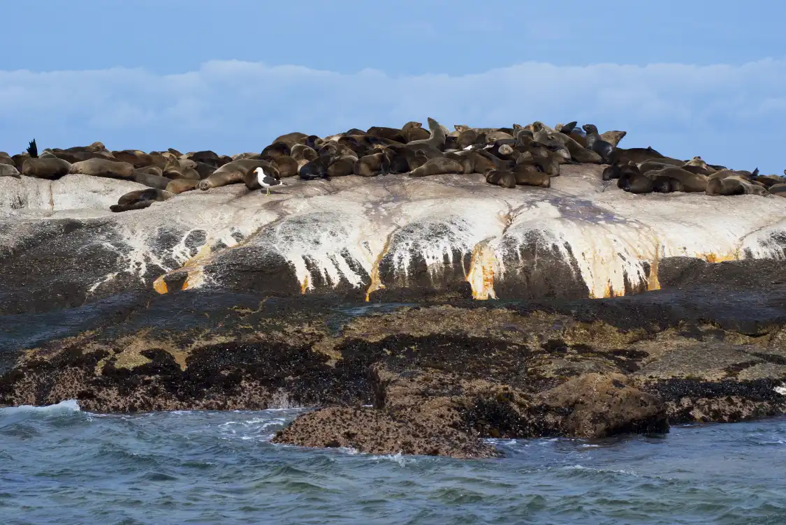 Hotels near Seal Island