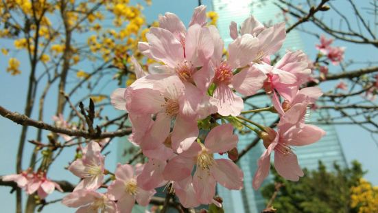 花城广场东塔是标志性建筑之一，附近是百花怒放的花园，虽然是纯