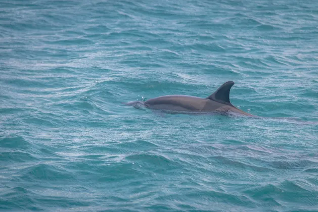 Отзывы об отеле Joy Island Maldives by Cocoon Collection