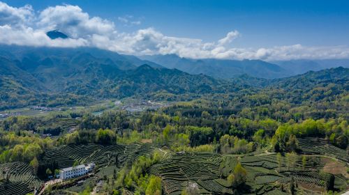 The Xixiang Tea Garden