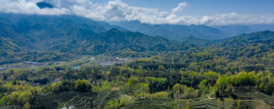 The Xixiang Tea Garden
