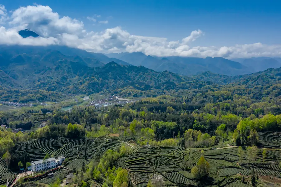 The Xixiang Tea Garden