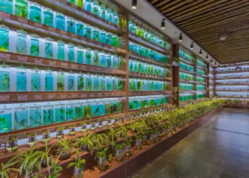 Shilin Xinglin Grand View Garden  Scenic Area