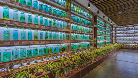 Shilin Xinglin Grand View Garden Scenic Area