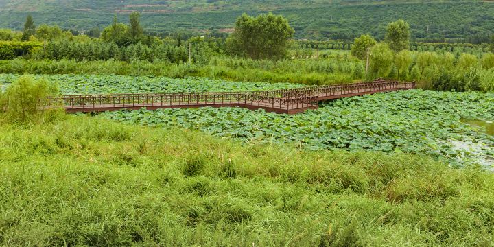 Lotus Pond of Baili Gallery