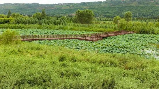 Lotus Pond of Baili Gallery