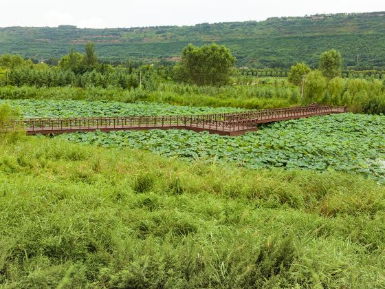 Lotus Pond of Baili Gallery