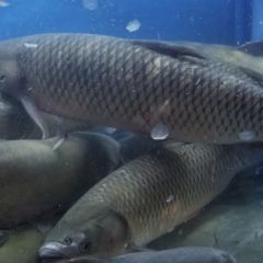 巴湘石锅鱼·金海湖水库鱼(总店) User Photo
