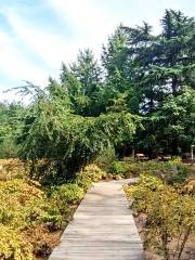 Peony Garden, Bishagang Park