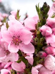 Peach Blossom Festival, Huhe Town, Dangtu County, Ma'anshan