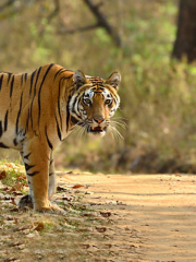 Kanha Tiger Reserve