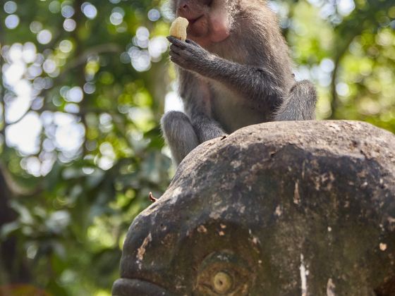 Sacred Monkey Forest Sanctuary