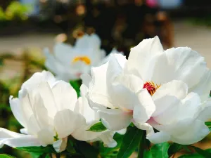 Danjing Mountain