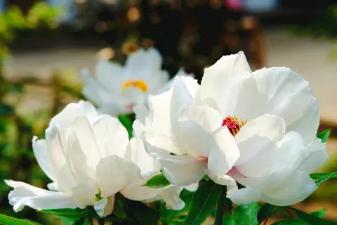 Danjing Mountain