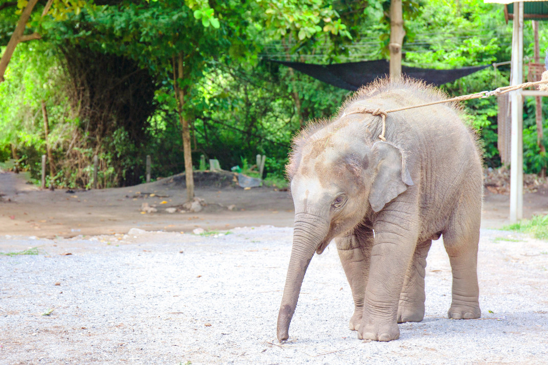 最新】エレファントビレッジ - チケット、営業時間、口コミ、写真