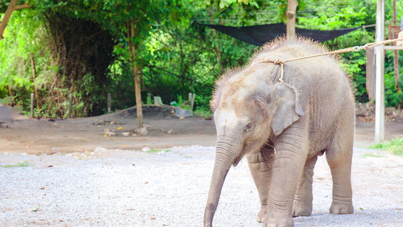Elephant Village, Hua Hin