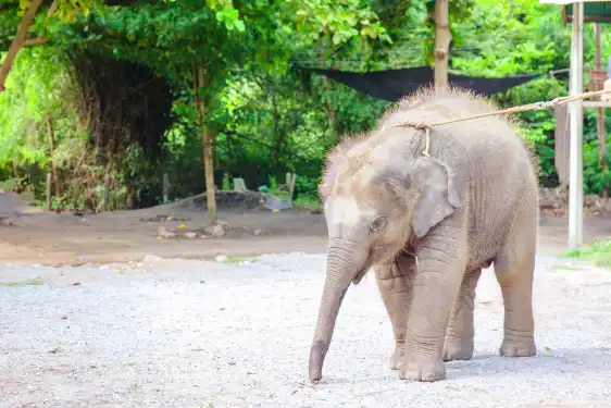 โรงแรมใกล้หมู่บ้านช้างหัวหิน
