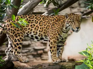 La Aurora Zoo