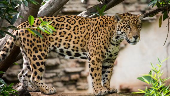 La Aurora Zoo