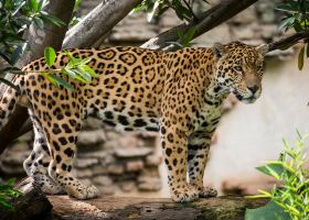 Voli diretti per Città del Guatemala
