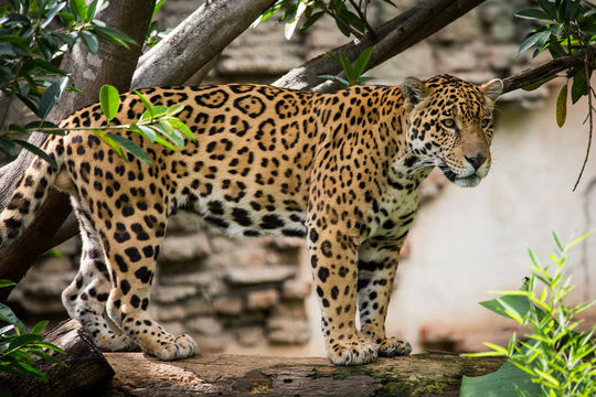 La Aurora Zoo