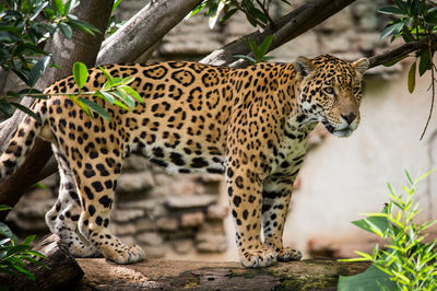 La Aurora Zoo