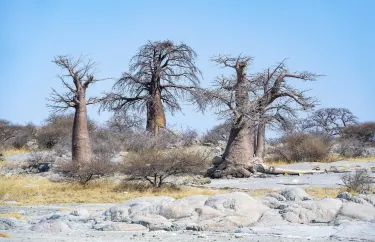 Boteti