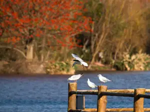 Popular Fall Viewing Attractions in Xichang