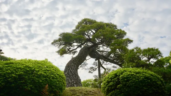 相樂園