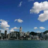 又高又大的玫瑰花種在尖東海旁K11門囗