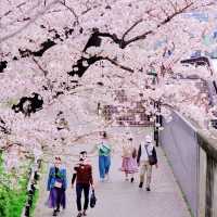 隅田川の岸辺の桜並木
