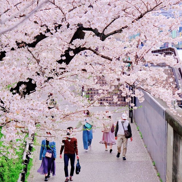隅田川の岸辺の桜並木