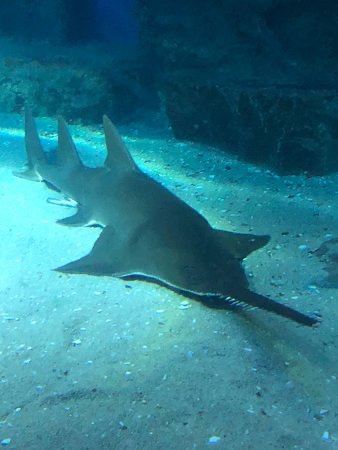 墨爾本水族館
