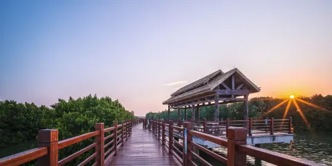 萬畝紅樹林景區