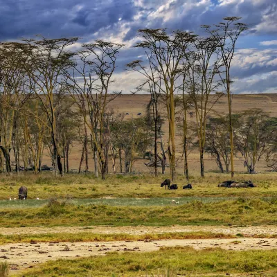 Отели рядом с достопримечательностью «Элефант Бридинг Сентер»