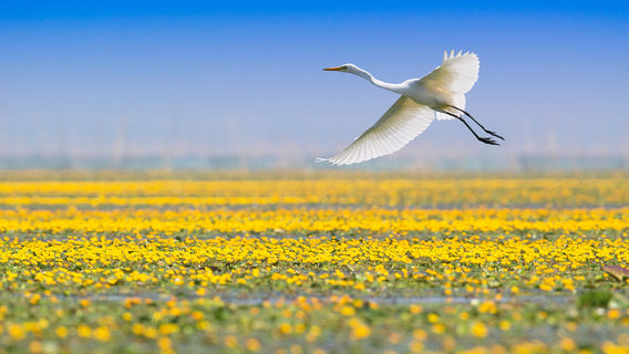 Dongping Lake Scenic Area