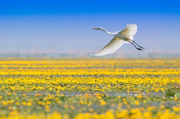 Dongping Lake Scenic Area