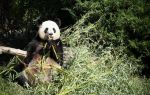 熊猫楽園 (パンダバレー)