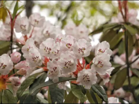 Fioriture Primaverili a Deyang: le opzioni più popolari
