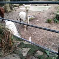 FREE Entrance @ Shanghai Zoo this Summer