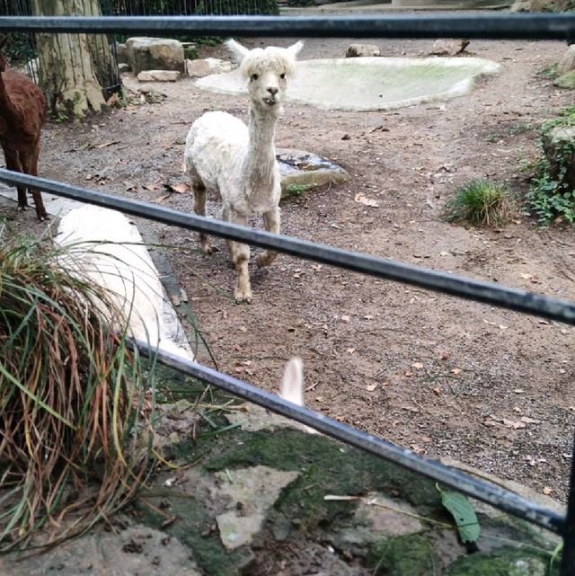 FREE Entrance @ Shanghai Zoo this Summer