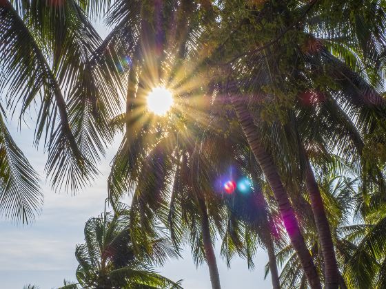 Coconut Corridor