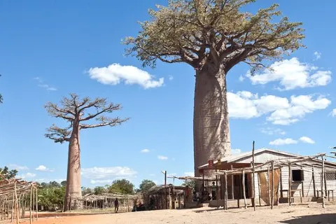 Parc national de Kirindy Mitea