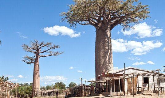 Kirindy Mitea National Park