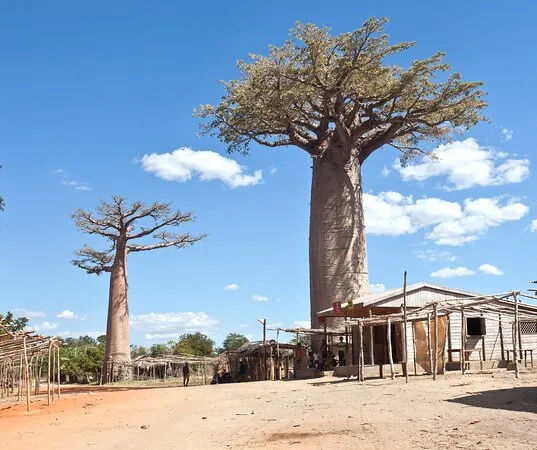 1_Kirindy Mitea National Park