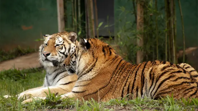 5_湖南常德野生動物世界