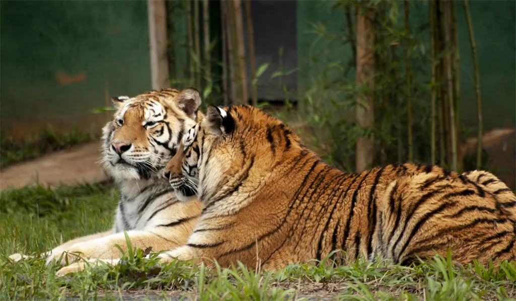5_湖南常德野生動物世界