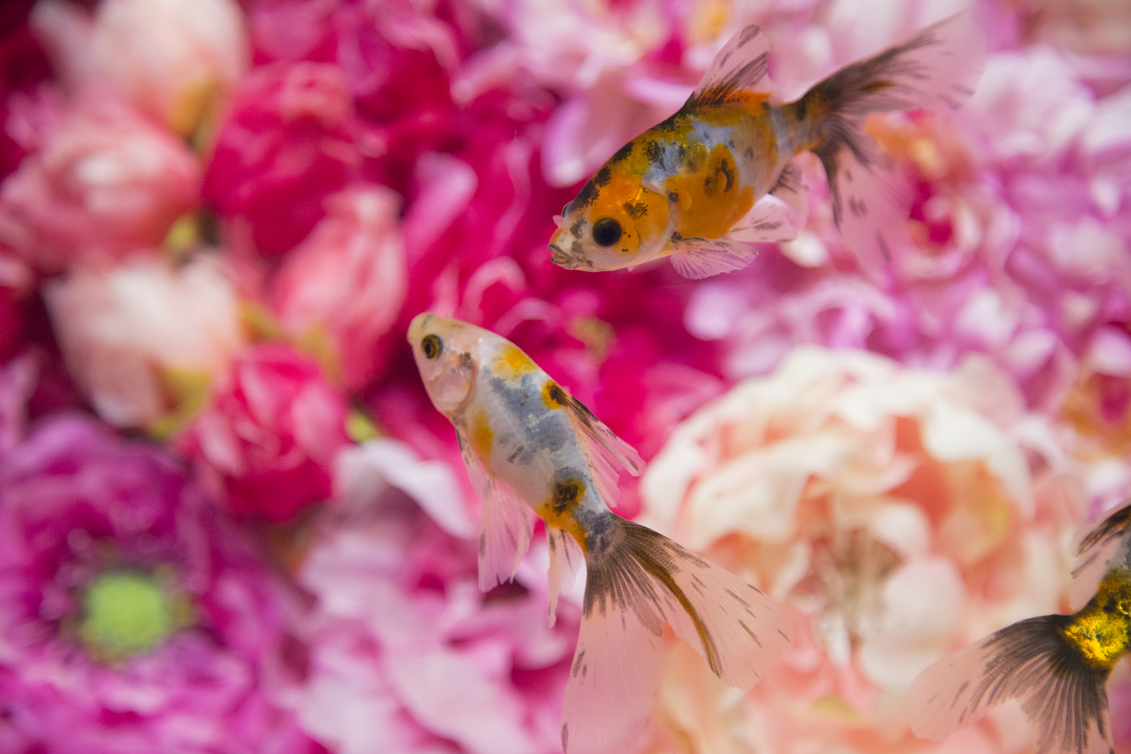 奈良金魚ミュージアム 入館Eチケット 予約